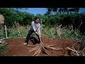 A Single Cassava Root Yields 5KG Of Starch The Best Things Are Hidden In The Soil