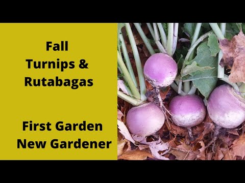 image-Can you plant turnip seeds in fall?