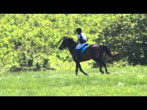 Madeline Cracknell "Piper's Crescent" Plantation Field Starter Horse Trials, XC/BN 6/7/2015