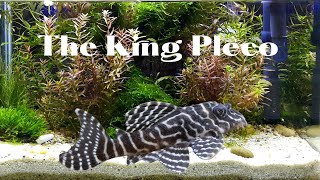 L-333 King Tiger Pleco