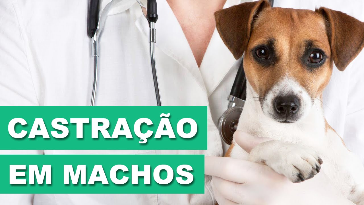 CASTRAÇÃO EM MACHOS - Vet Responde