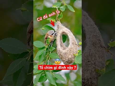 Cách Các Loài Chim Xây Tổ Sẽ Khiến Bạn Bất Ngờ! 😲 #shorts #nature