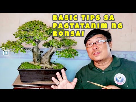 Basic tips sa pagtatanim ng bonsai