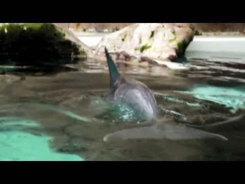 BigB.TV - mit Delphinen schwimmen