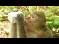 Wow Amazing Baby Monkey Milo Pretty Lovely Wow Amazingly Milo S Mother Was Drinking Milk