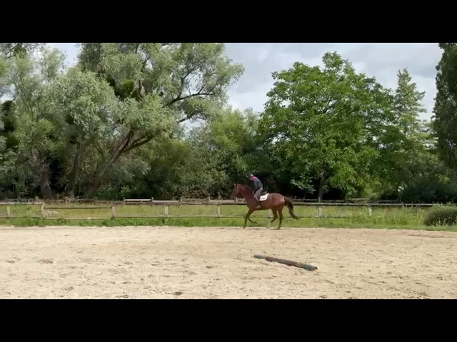 Mare Selle Fran&ccedil;ais For sale 2020 Liver chestnut
