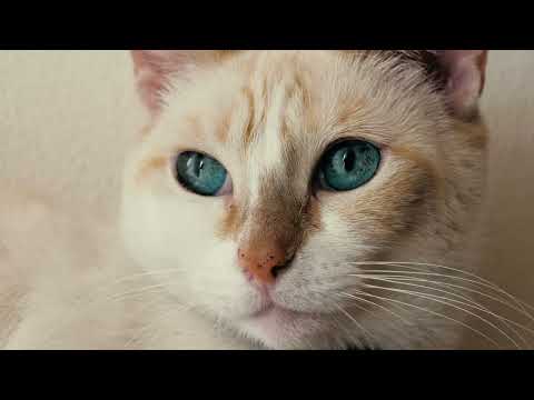 A Cat's Eye View: Exploring the World with Whiskers.