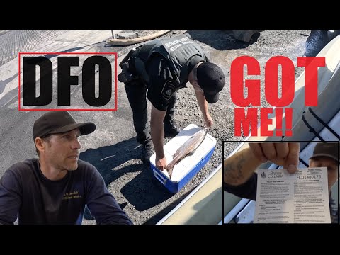 UNDERSIZE SPRING SALMON!! - Big Fine! Honest Mistake.