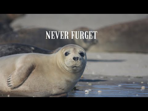 Never Furget                                    How harp seals came to the verge of extinction