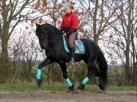 Stal Okkema's Willum M v.Monte (Sold)