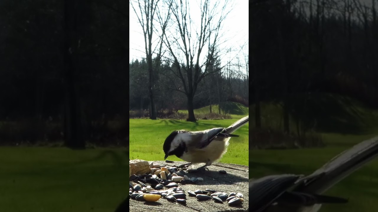 Cheeky chickadee chases away the competition