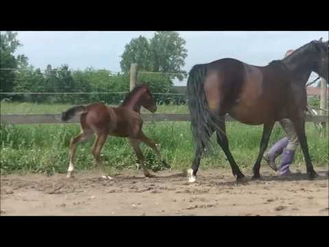 HF v. FS Numero Uno x Constantin