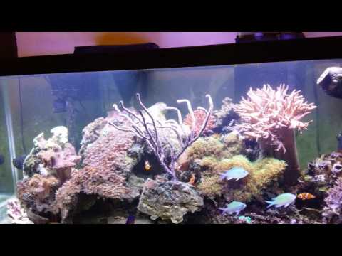 Reef Light: Fluval Pro 2.0 LED Light: DO NOT BUY