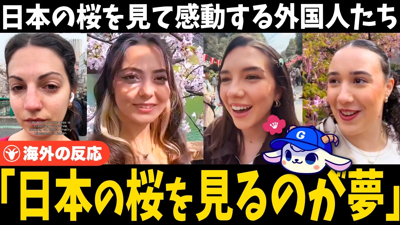 「日本の桜を見るのが夢だった！」初めて日本の桜を目にした外国人たちの感動が止まらない【海外の反応】