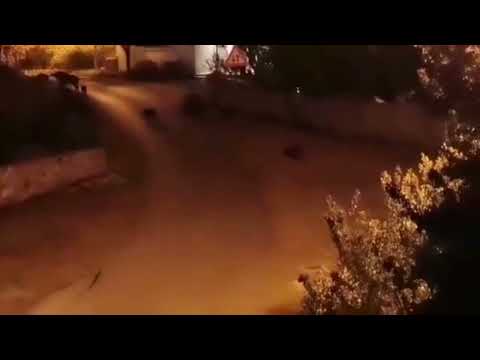 Zadarski.hr - Divlje svinje na Molatu