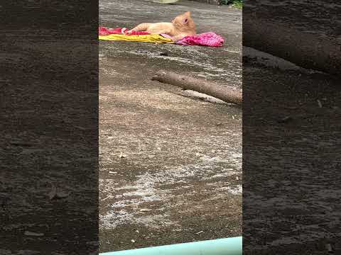 Cute Cat's Sun Bath.   #cat #catvideos #catshorts #catlover #catholic #cats