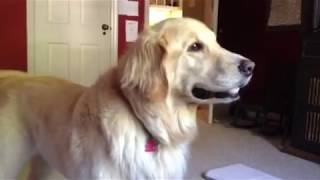 A conversation with a Golden