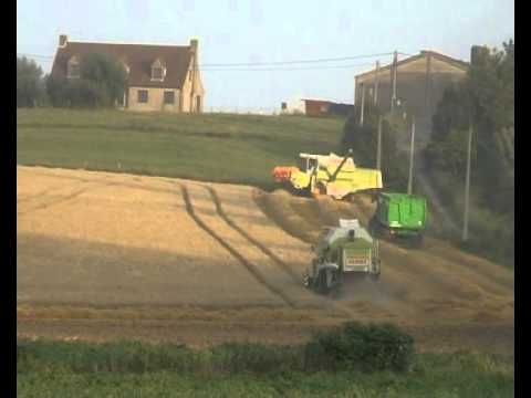 Willemyns: Maaidorsen.