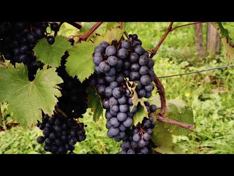 Montanar Wines, FVG, Italy