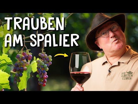 , title : 'Trauben im eigenen Garten pflanzen 🍇  - Anbau, Schnitt & Krankheiten von Tafeltrauben'