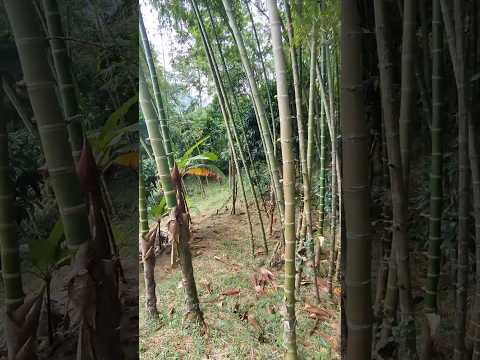 Lote de 2164 M2 en 149 mill en #tenacundinamarca a 5 min del alto de la cruz. #oportunidad