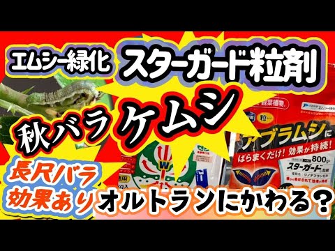 アクタエア・スピカタ