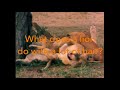 Really Wild Animals Swinging Safari Custom Trailer