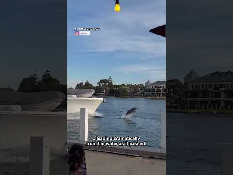 This is why people love the ocean 🌊🐬