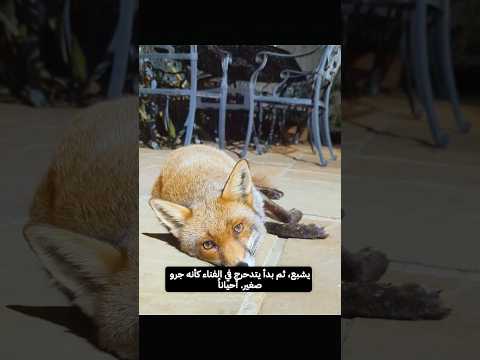 أنقذ تعلب من الموت.. ففوجئ بما فعله الثعلب لاحقاً!