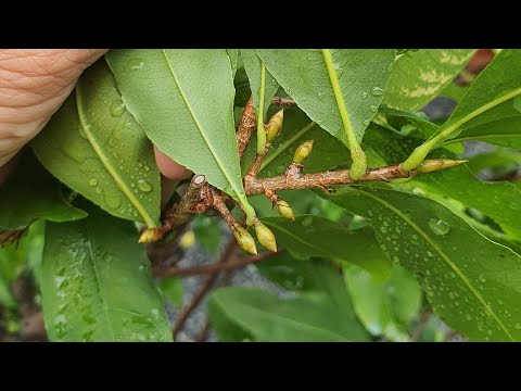 Chặn đọt, tưới phân đúng loại, xịt thuốc đúng cách giúp cây mai lên nụ nhanh chuẩn bị tết 2024.