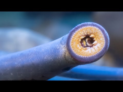 The Pacific lamprey: your ancient neighbor