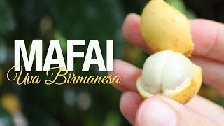 Miniatura do vídeo