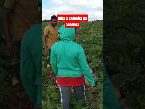 colheita de abóbora Cafarnaum Bahia Terra abençoada o que se planta dá
