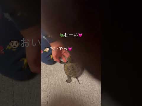ワンコみたいに飼い主にダッシュするカメ