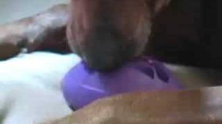 Dog Training - Train Your Dog to Settle Down