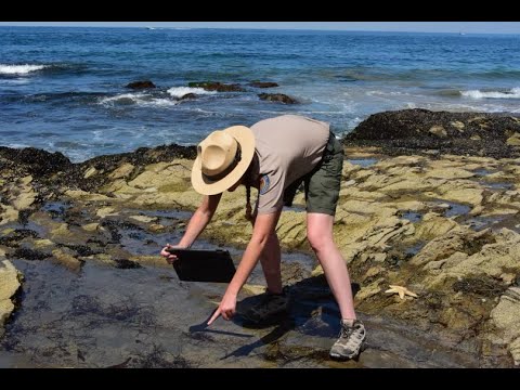 Tidepool Animal Incredible Adaptations in Crystal Cove SP's Marine Protected Area!