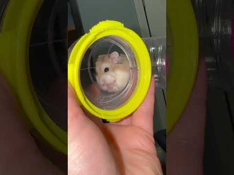 Ariel, an adoptable Dwarf Hamster in ALBANY, NY_image-1