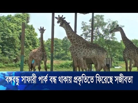 বঙ্গবন্ধু শেখ মুজিব সাফারী পার্ক  বন্ধ থাকায় প্রকৃতিতে ফিরছে সজীবতা