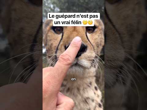 Vous en pensez quoi 😮 #animal #animaux #félin #guepard