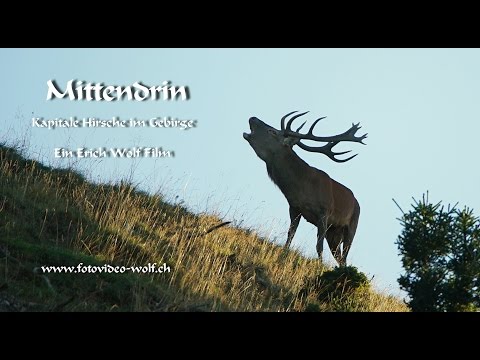 Hirschbrunft - Kapitale Hirsche im Gebirge