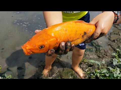 Trò Chơi Đi Bắt Cá Dưới Ao ❤ ChiChi ToysReview TV ❤ Đồ Chơi Trẻ Em Baby Fish