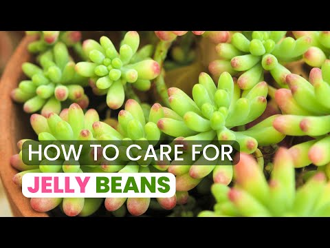 BEST TIPS | HOW TO GROW AND CARE FOR JELLY BEAN PLANT | SEDUM RUBROTINCTUM
