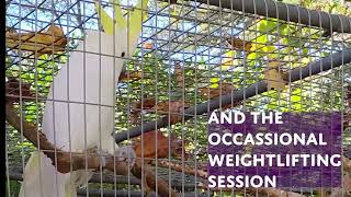 Eleonora Cockatoo video