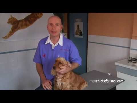 comment traiter un chiot qui a des puces