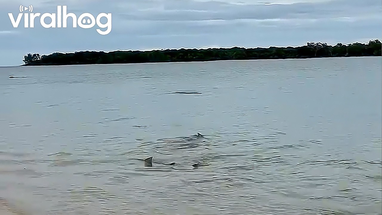 Sharks and Crocodiles Share the Shallows || ViralHog