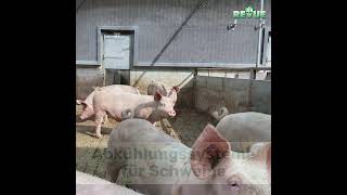 Abkühlungssysteme für Schweine