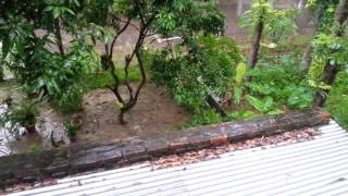 A rainy morning from my balcony...