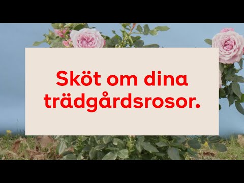 Sköt om dina trädgårdsrosor