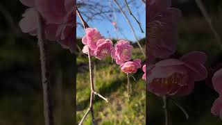 Download lagu Bikin betah kalo liat bunga sakura #kenshuseiindonesia #magangdijepang #jepang mp3