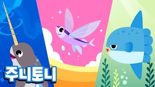 신기한 바다 삼총사 | 뚜비뚜비 뚜바♪ 일각고래, 날치, 개복치! | 바닷속 물고기 | 어린이 자연관찰 | 여름동요 | 바다동물동요 | 주니토니 by 키즈캐슬